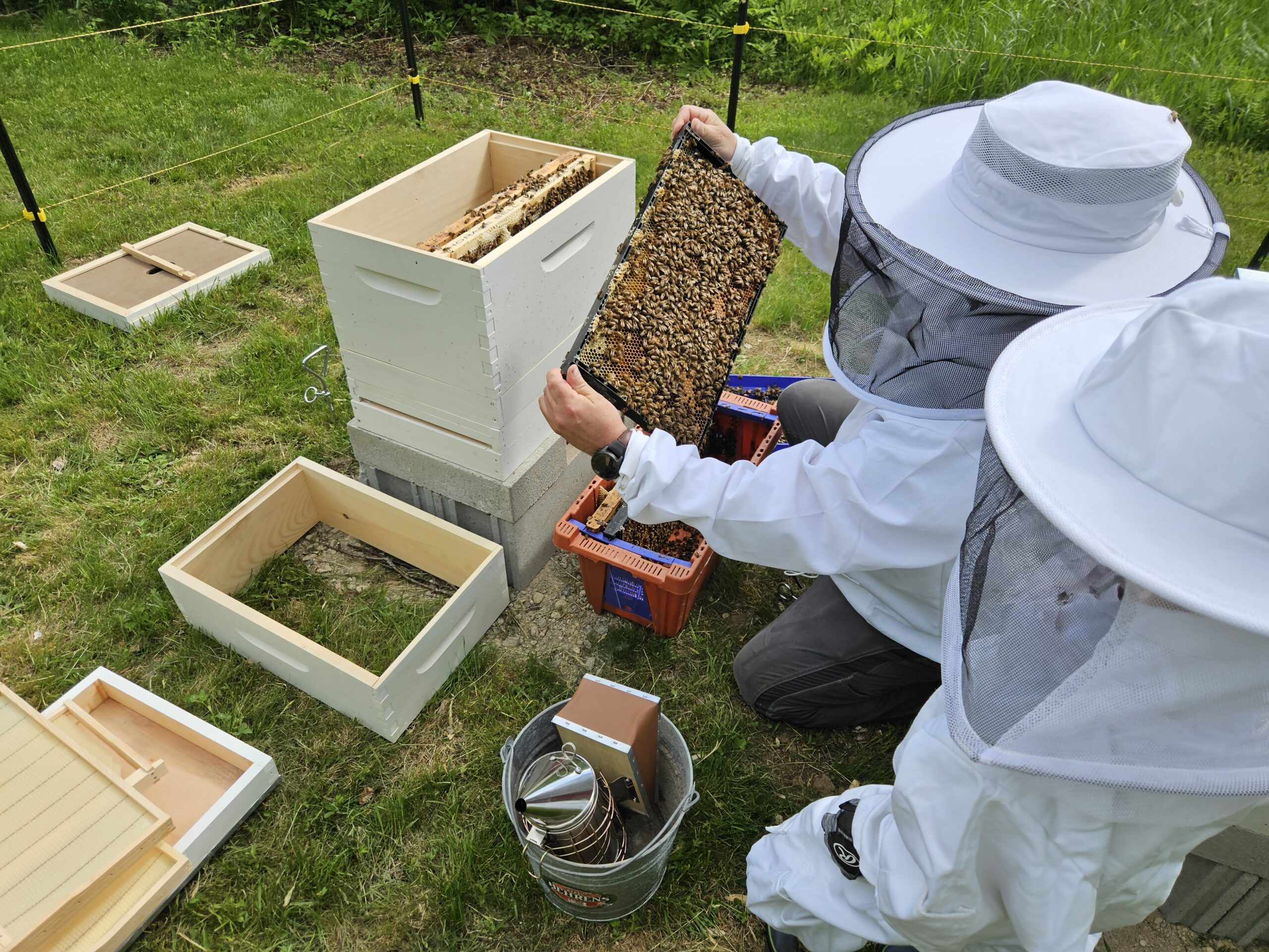 Learn to Keep Bees in New Hampshire – Spring 2026