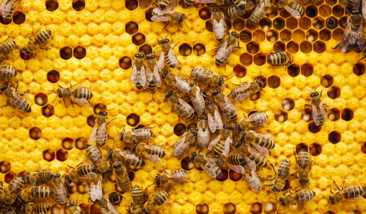 Teaching Apiary Colonies